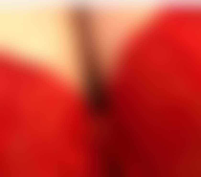 Escorts Lancashire Preston - Photos for Miss British Ellie x